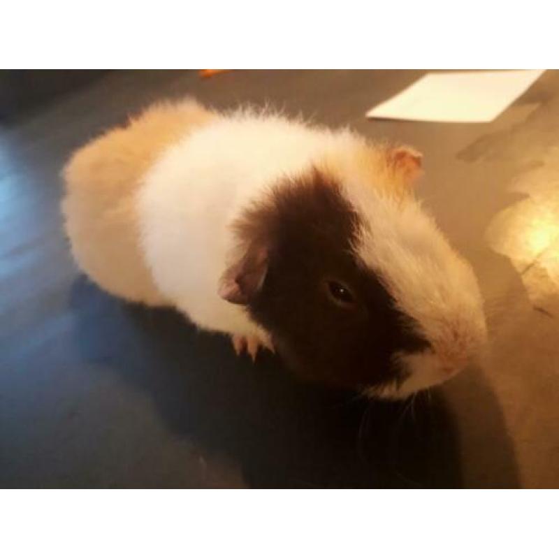 2 us teddy cavia zeugjes