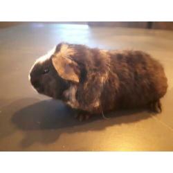 2 us teddy cavia zeugjes