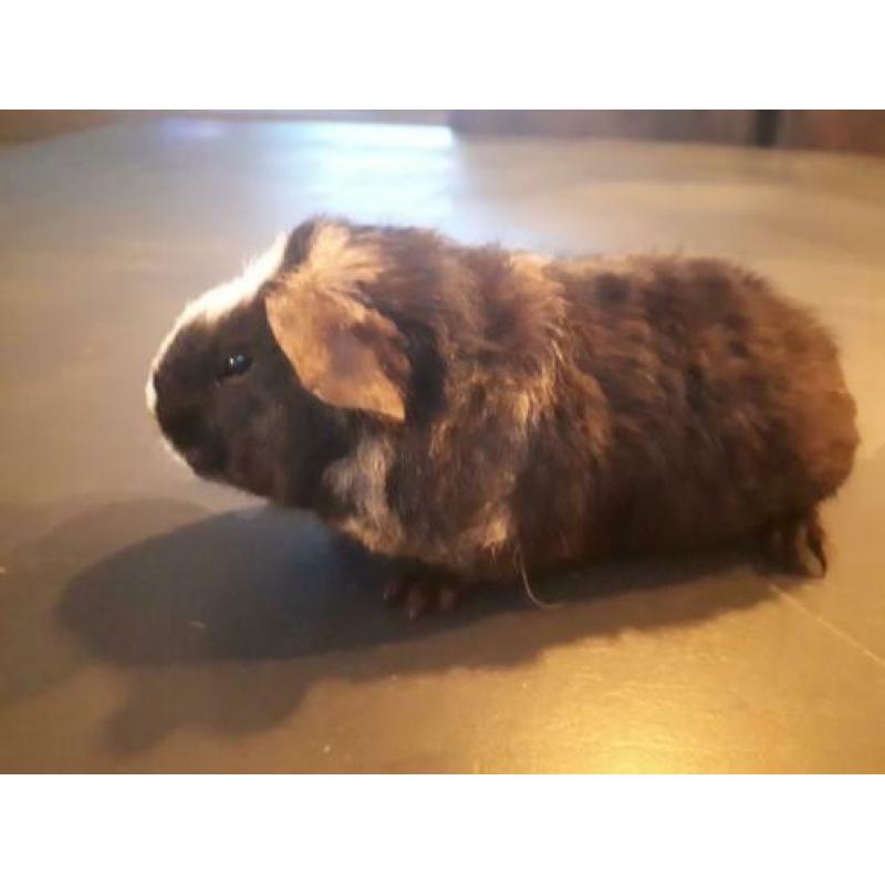 2 us teddy cavia zeugjes