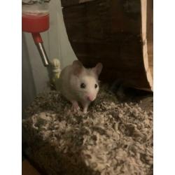 Huisje gezocht voor syrische/goudhamster