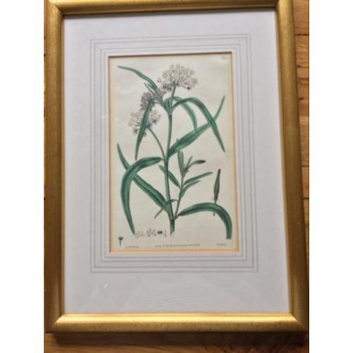Ingekleurde tekening van E D Smith.del. ??