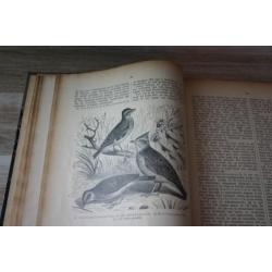 antieke VOGELBOEK 1896 eerste druk