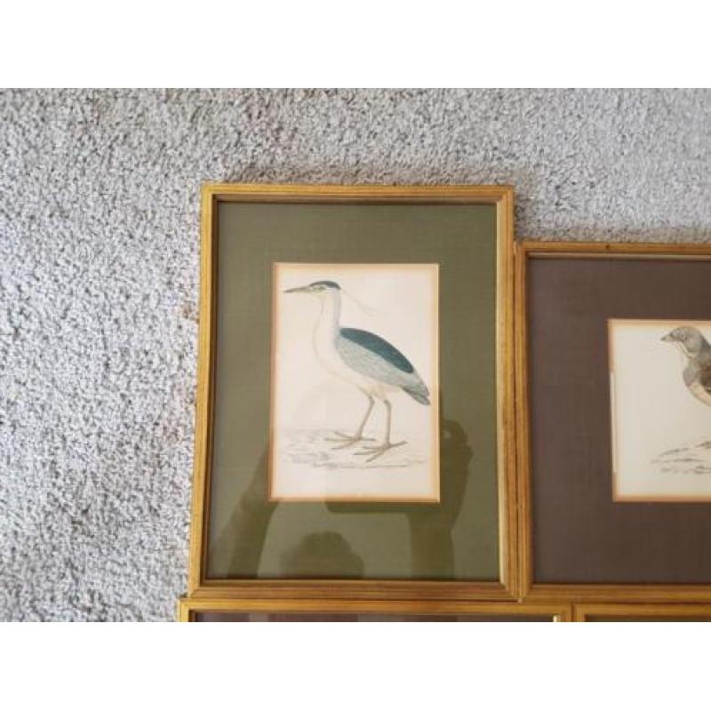 Vintage Robert Morris Vogel collectie
