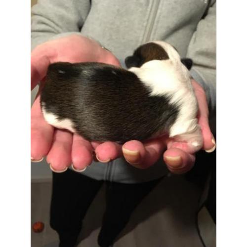 Shih tzu pups
