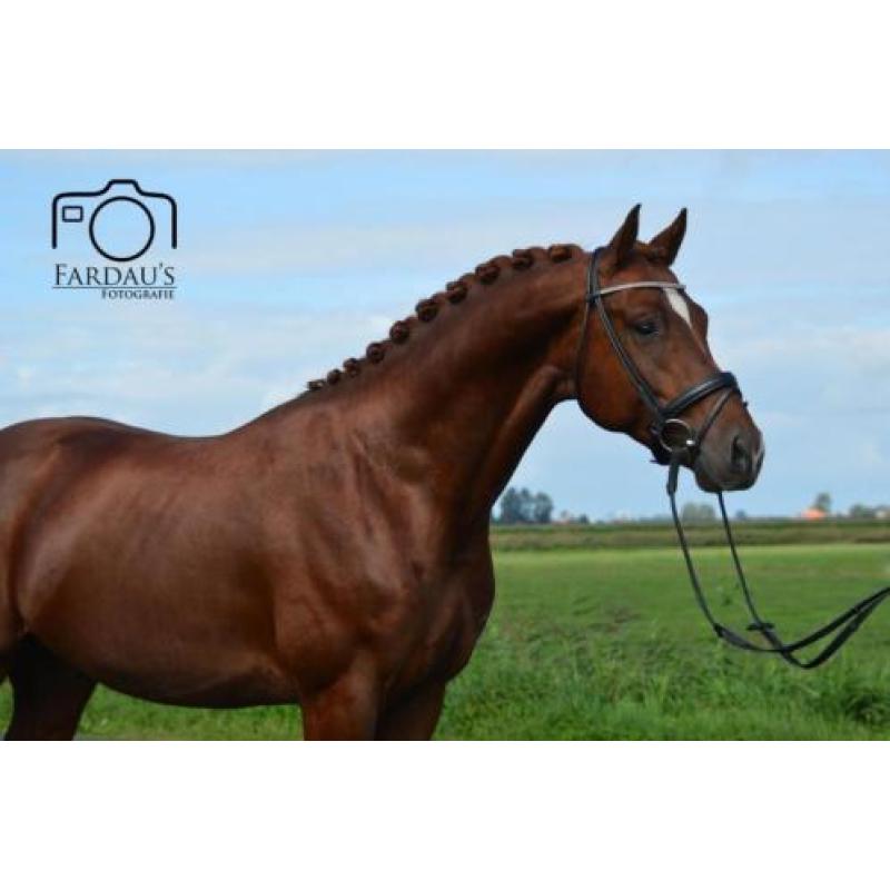 3 jarige KWPN hengst (Eye Catcher x Special D)