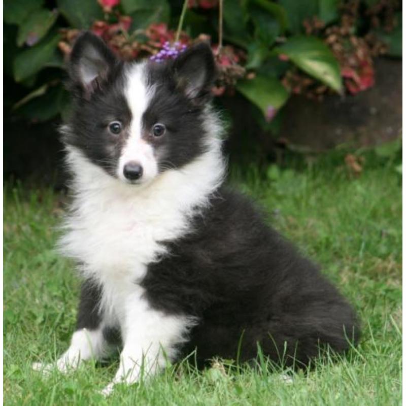 Sheltie pupjes beschikbaar
