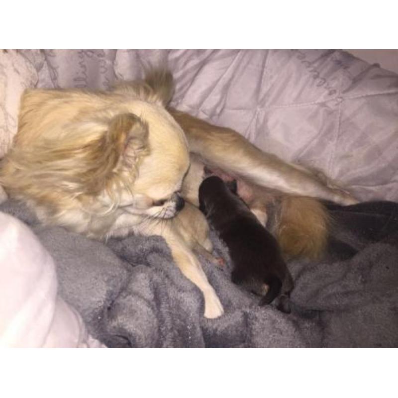 Blue and tan chihuahua pup!