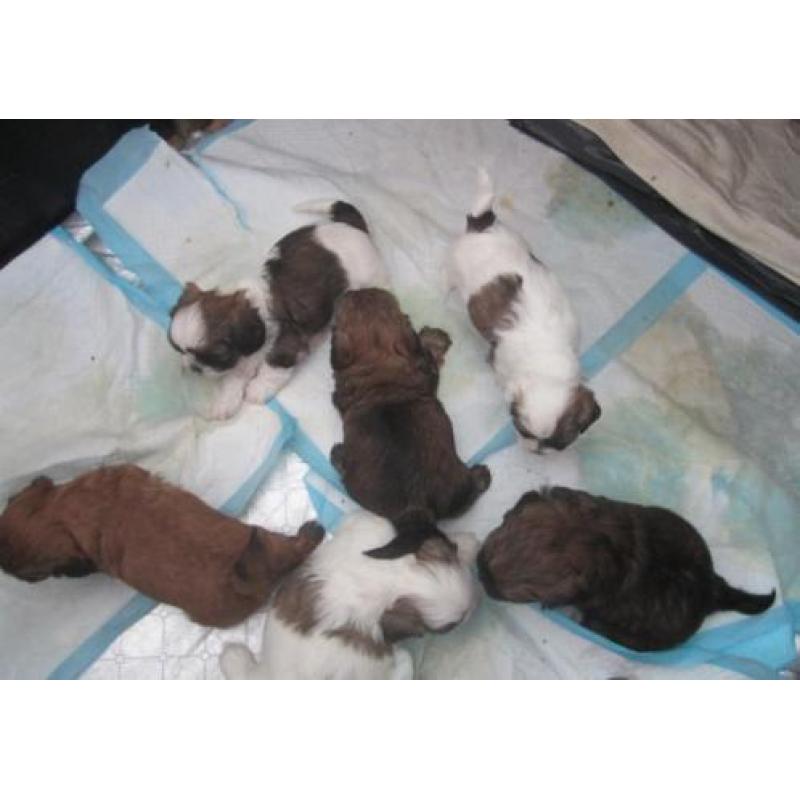 Boomer pups