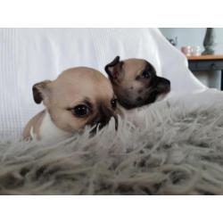 1 prachtige chihuahua pups