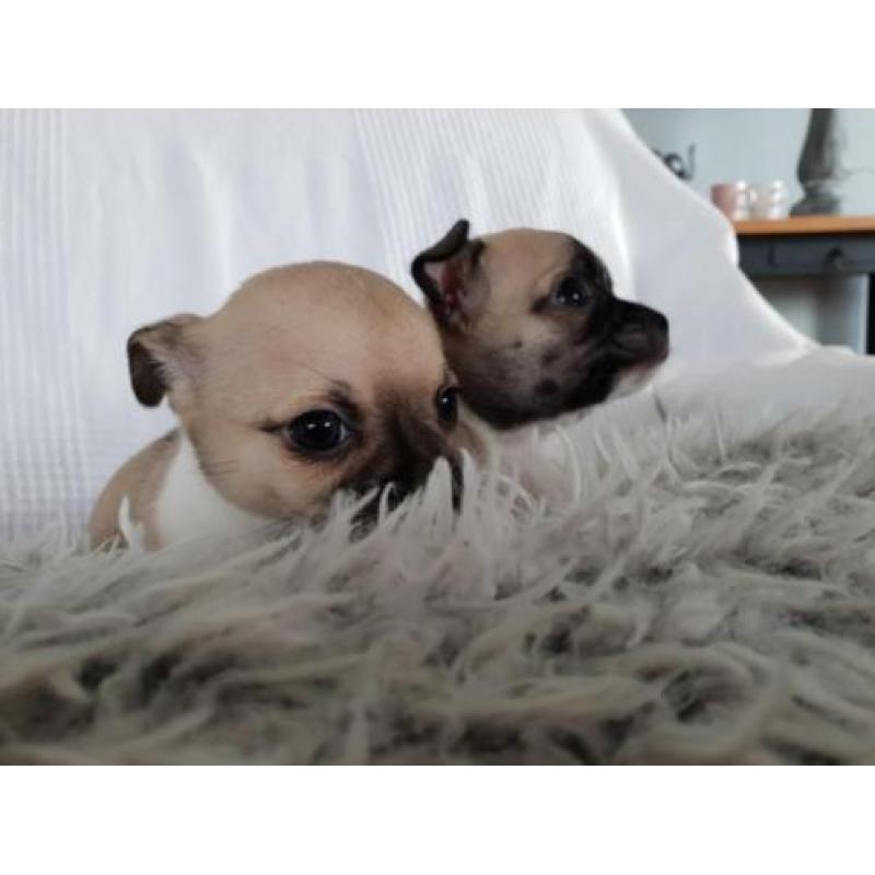 1 prachtige chihuahua pups