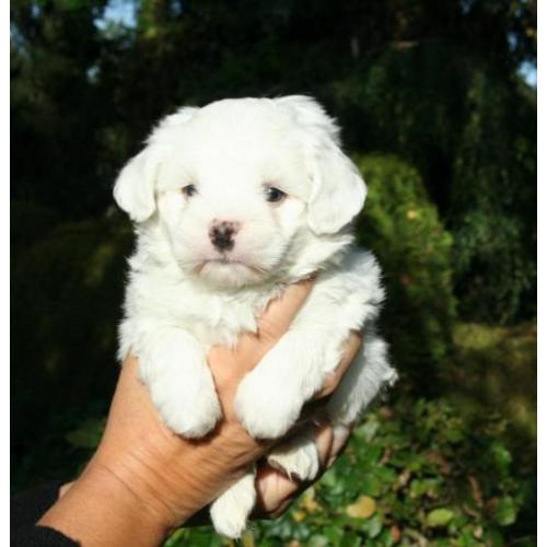 Prachtige kleine maltezer pups