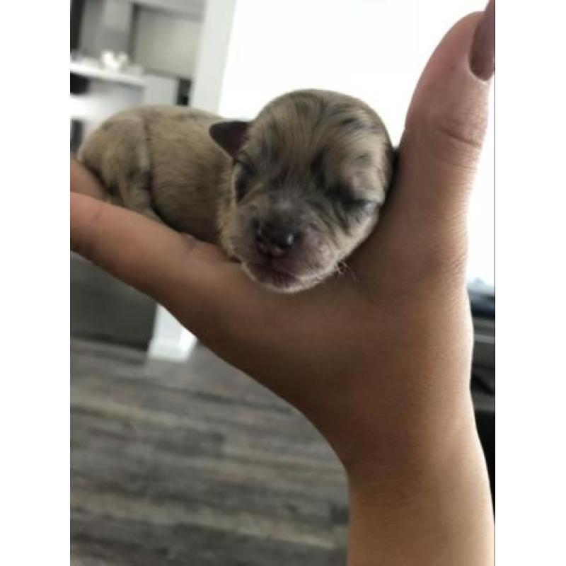 Chihuahua pups