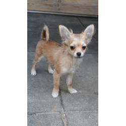 Mooi langhaar chihuahua pup teefje