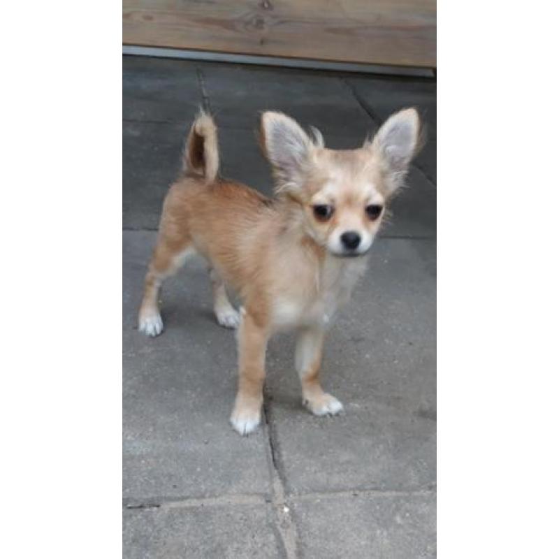 Mooi langhaar chihuahua pup teefje