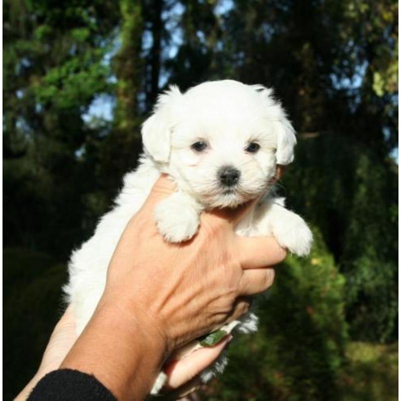 Prachtige kleine maltezer pups