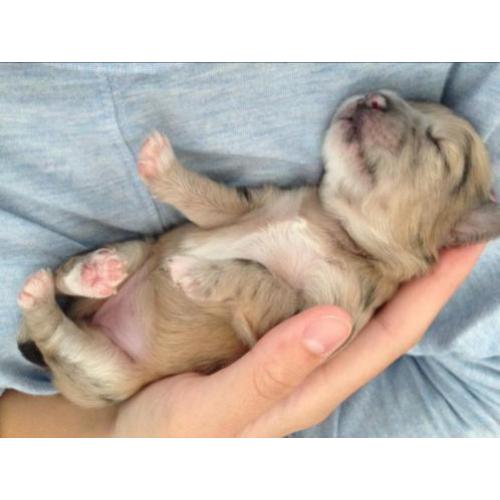 Chihuahua pups