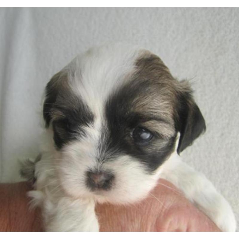 Boomer pups
