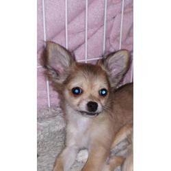 Mooi langhaar chihuahua pup teefje