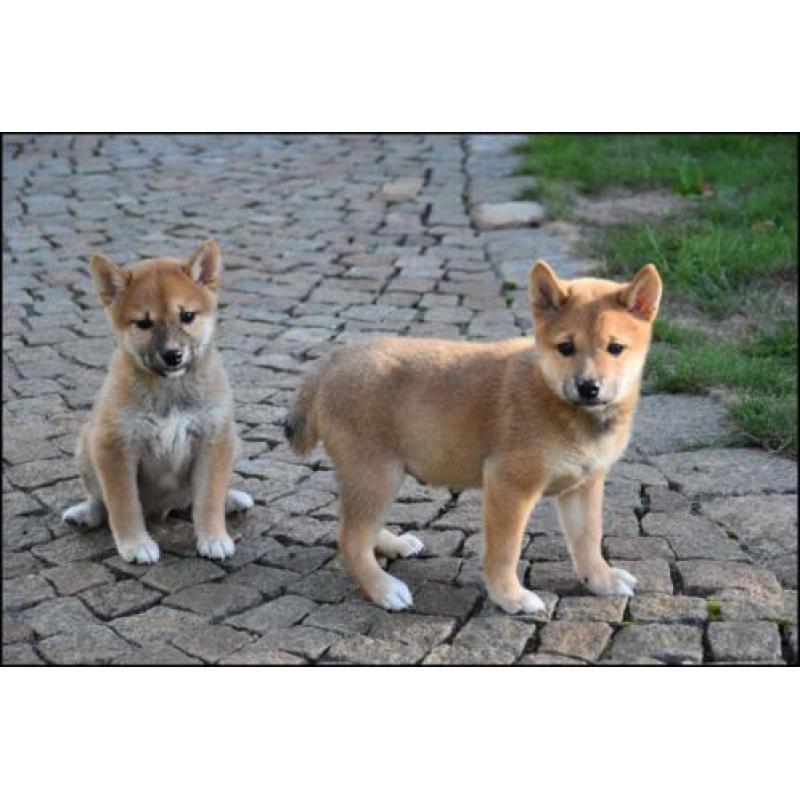 Shiba inu pups