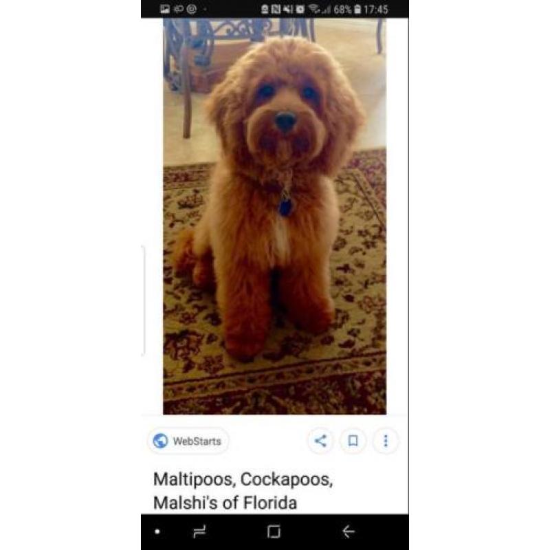 Maltipoo of cockapoo pup gezocht!