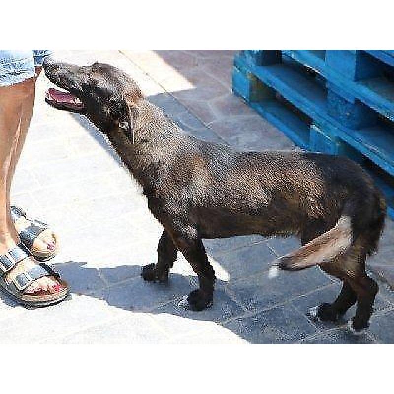 ACE: Temperanillo, Podenco Maneto mix, speels en vriendelijk