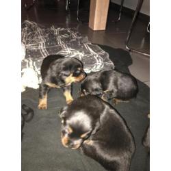 Honden rottweiler pups