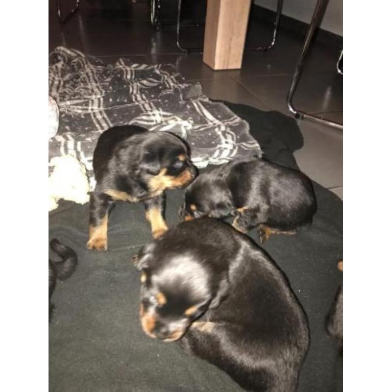 Honden rottweiler pups
