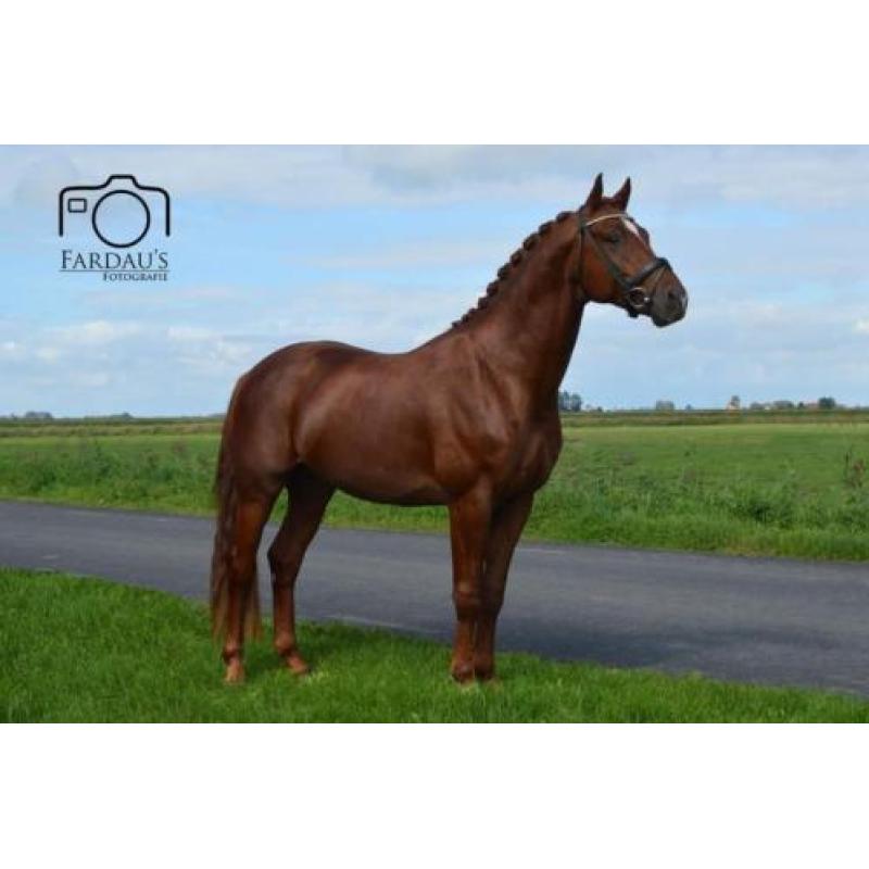3 jarige KWPN hengst (Eye Catcher x Special D)