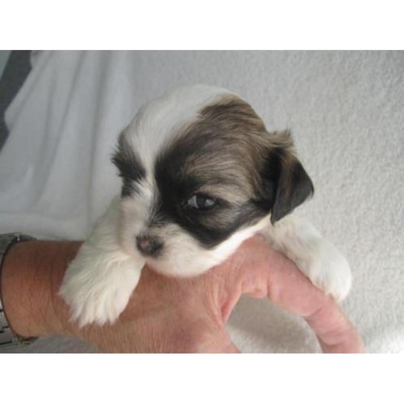 Boomer pups