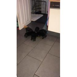 Honden rottweiler pups
