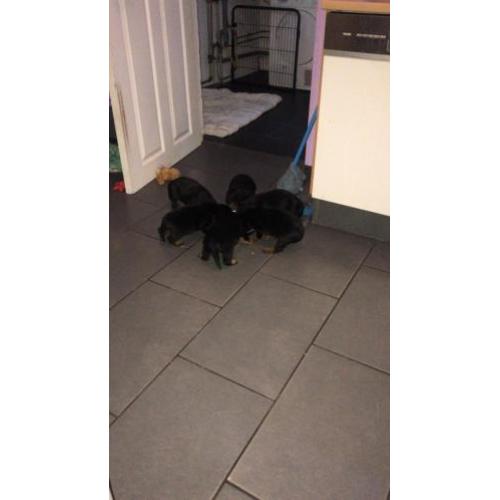 Honden rottweiler pups