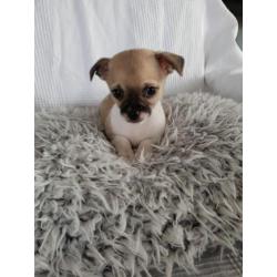 1 prachtige chihuahua pups