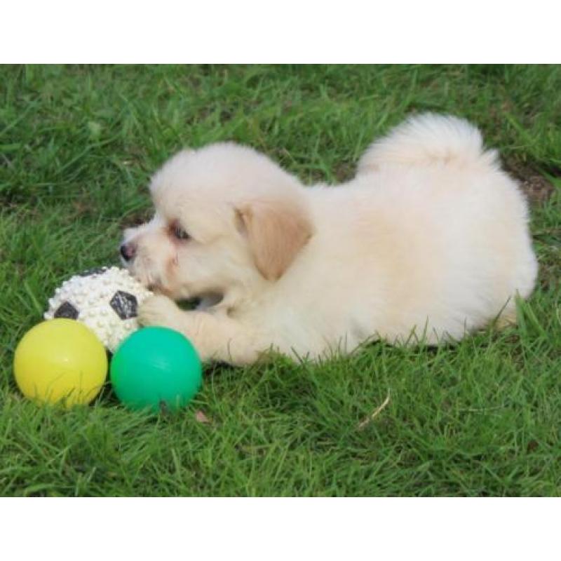 Kruising Dwergkees pups