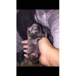 Blue and tan chihuahua pup!