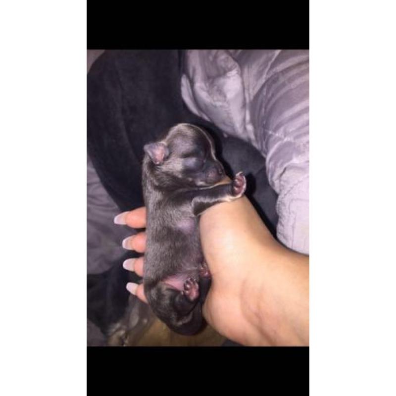 Blue and tan chihuahua pup!