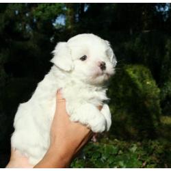 Prachtige kleine maltezer pups