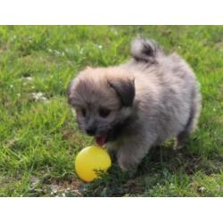 Kruising Dwergkees pups