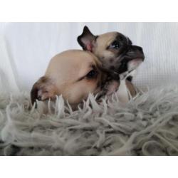 1 prachtige chihuahua pups