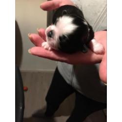 Shih tzu pups