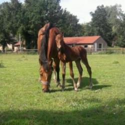 quarter horse hengstveulen te koop