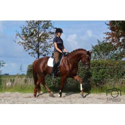 3 jarige KWPN hengst (Eye Catcher x Special D)