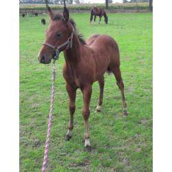 quarter horse hengstveulen te koop