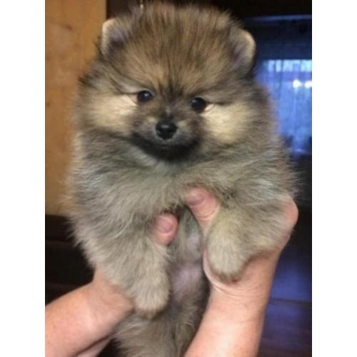 Zeer mooi Teefje Pomeranian/Pomeriaan/Dwergkeesje/FCI