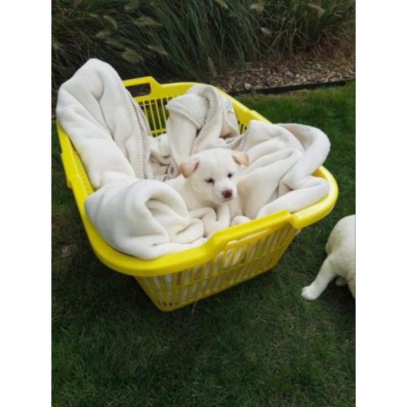 Lieve shiba inu puppys