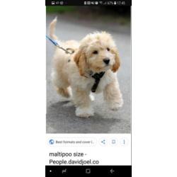 Maltipoo of cockapoo pup gezocht!