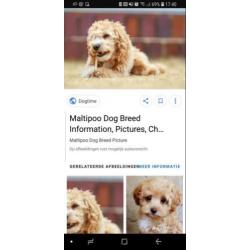 Maltipoo of cockapoo pup gezocht!