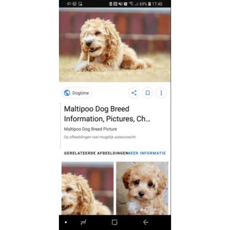 Maltipoo of cockapoo pup gezocht!