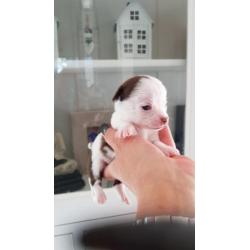 Chihuahua pups