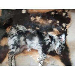Unieke blue merle pup met blauwe ogen