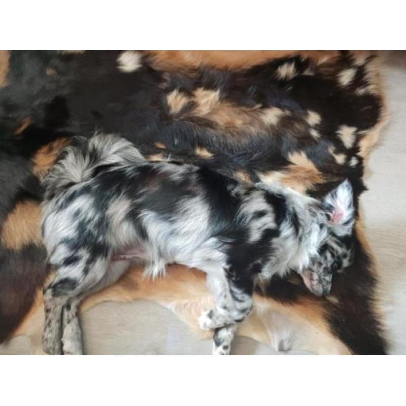 Unieke blue merle pup met blauwe ogen